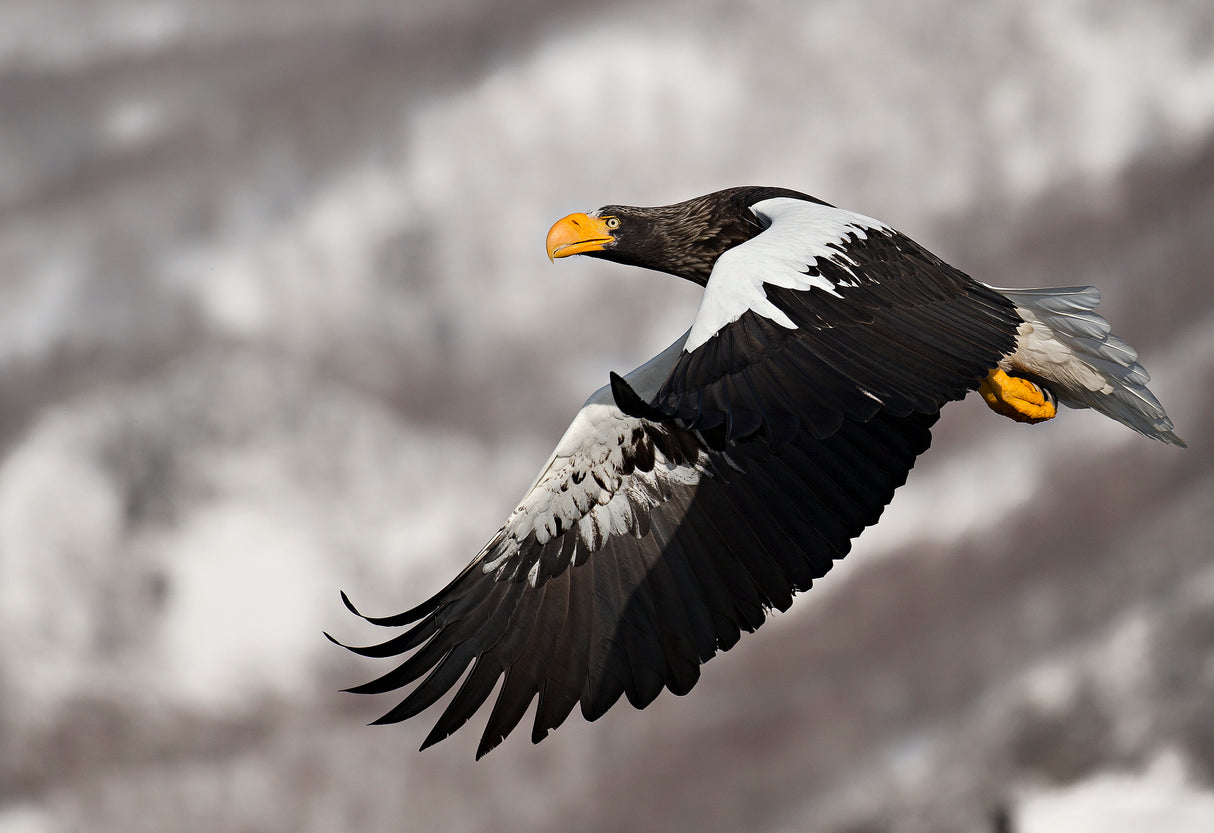 Stellar's sea eagle Poster och Canvastavla