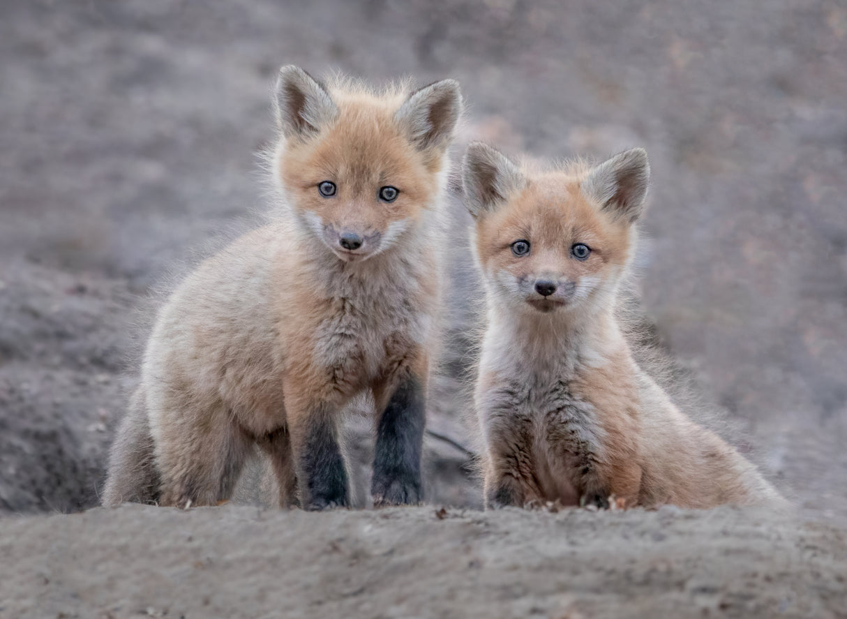 Two little foxes Poster och Canvastavla