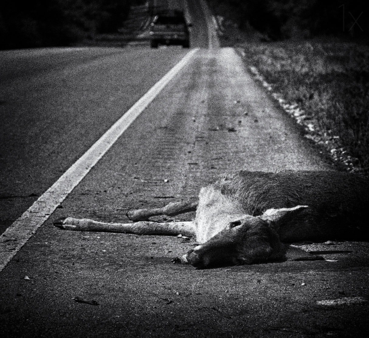 Gone to Greener Pastures Poster och Canvastavla
