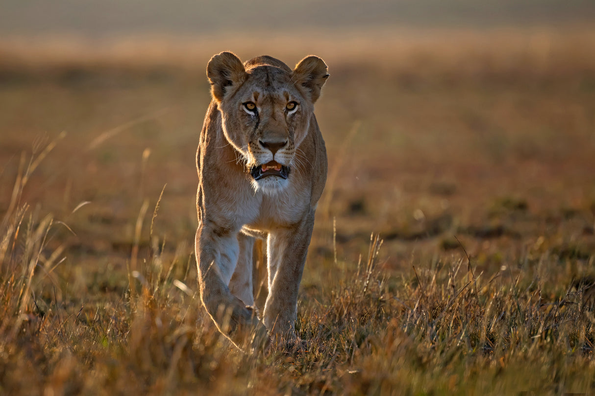 Lioness on the prowl Poster och Canvastavla