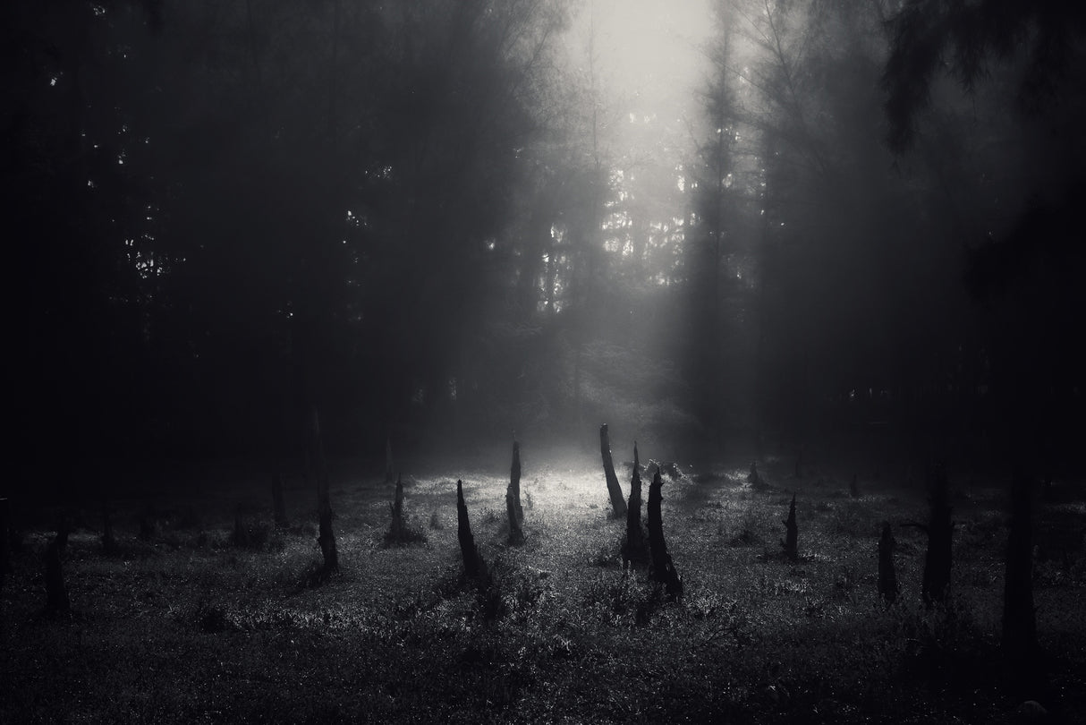 Nature's graveyard Poster och Canvastavla