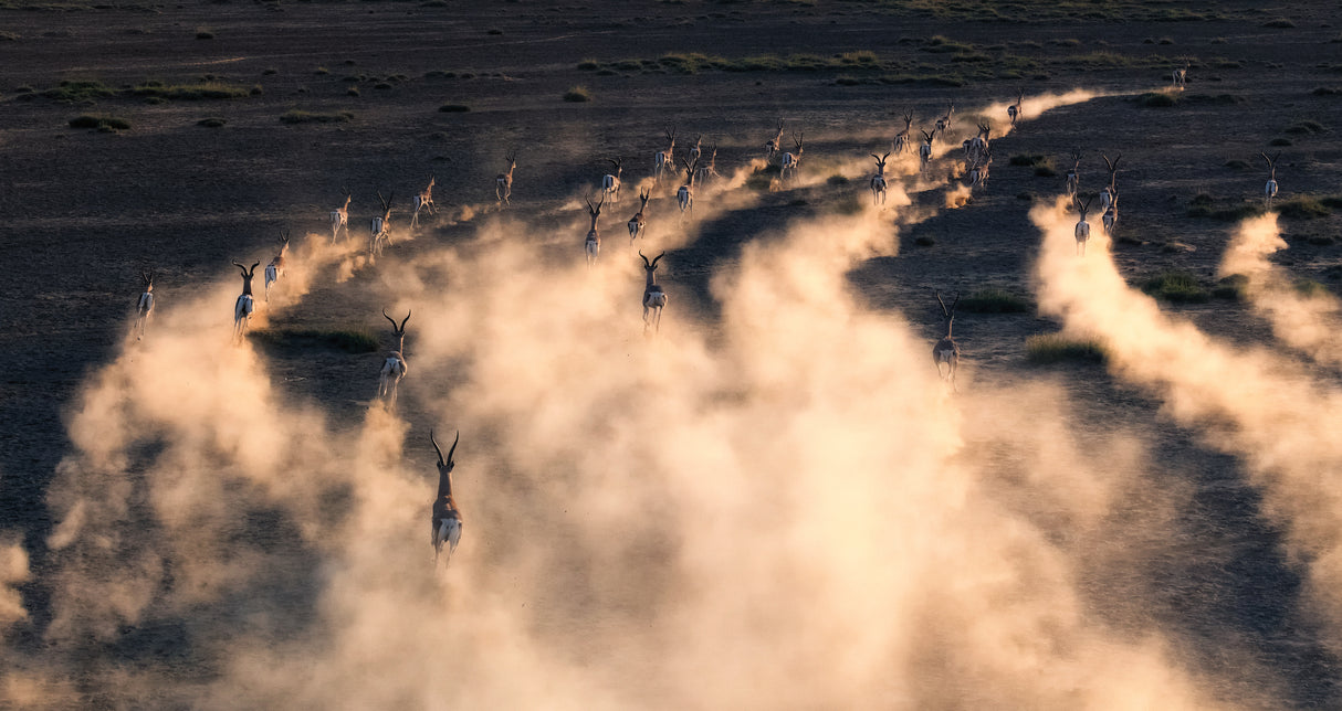thomson gazelle in sunset Poster och Canvastavla