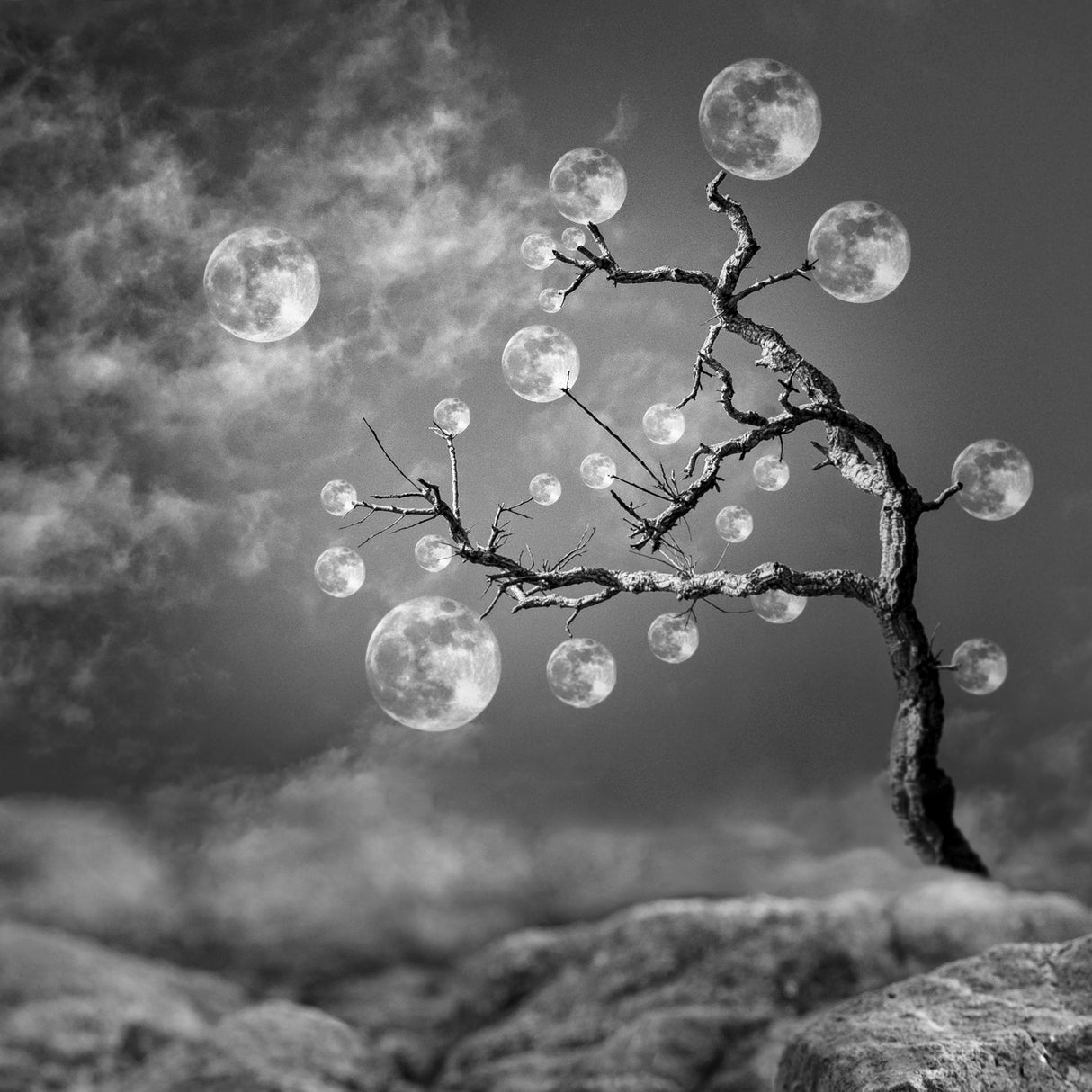 The Moon Tree Poster och Canvastavla
