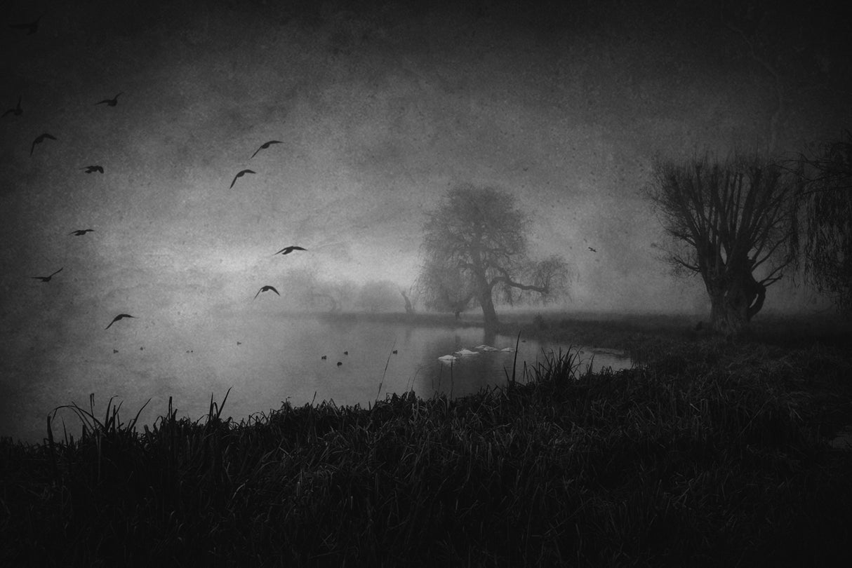 Twilight in the swamp... Poster och Canvastavla
