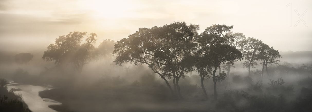 SAVANA SUNRISE Poster och Canvastavla