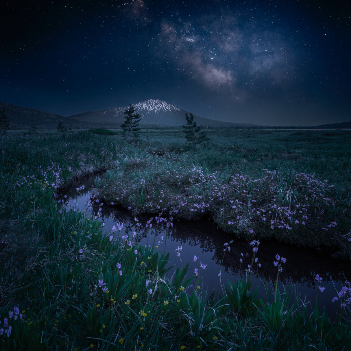 Wildflowers and Snow Mountain Under Milky Way Poster och Canvastavla