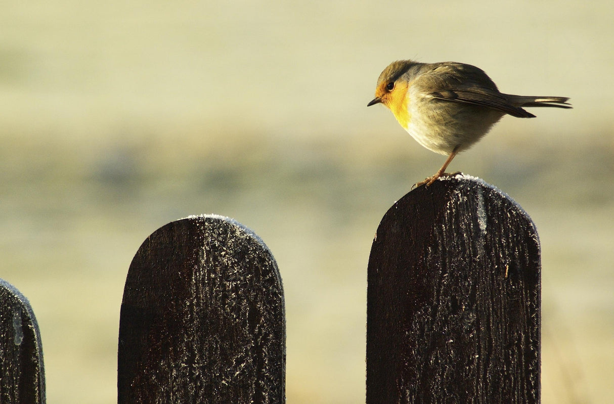 Bird on a fence Poster och Canvastavla