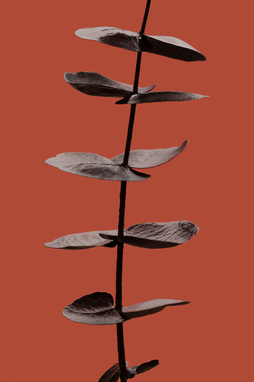 Eucalyptus Rust 03 Poster och Canvastavla