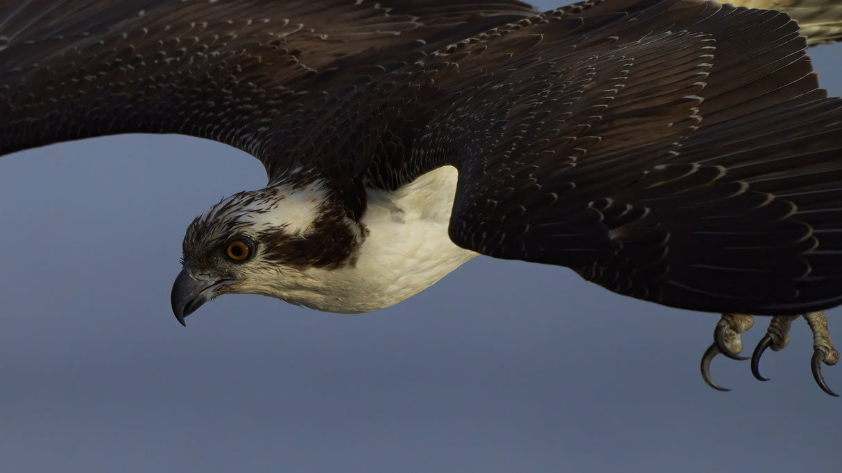 Osprey Down Poster och Canvastavla