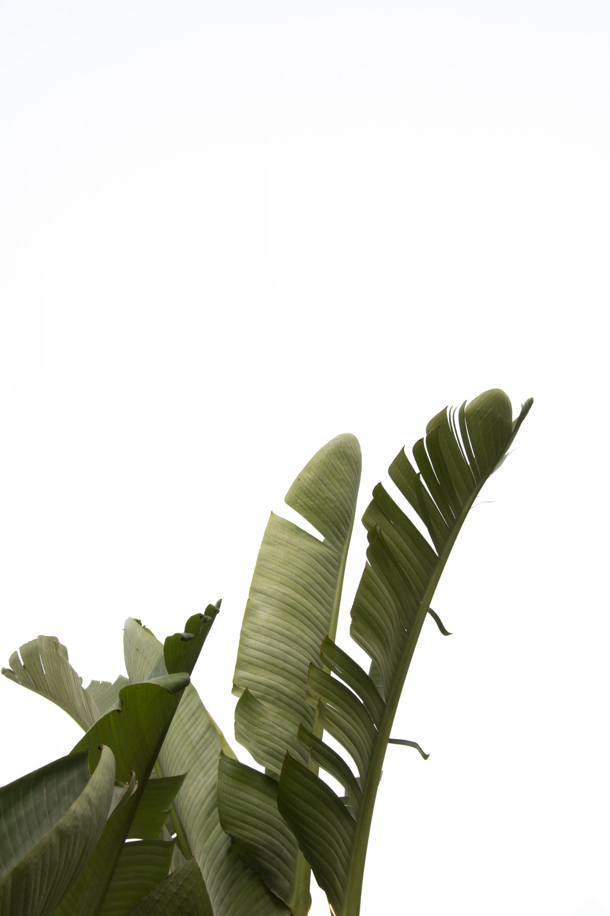 Travellers Palm Leaves Foliage Photo 07 Poster och Canvastavla