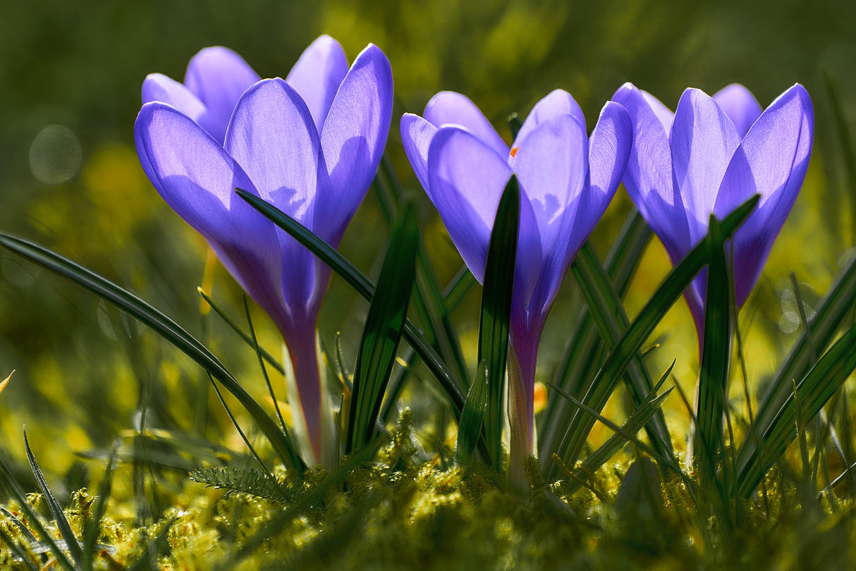 Three Crocuses Poster och Canvastavla