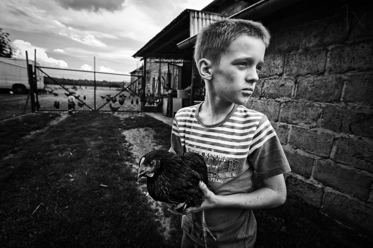 on a farm Poster och Canvastavla