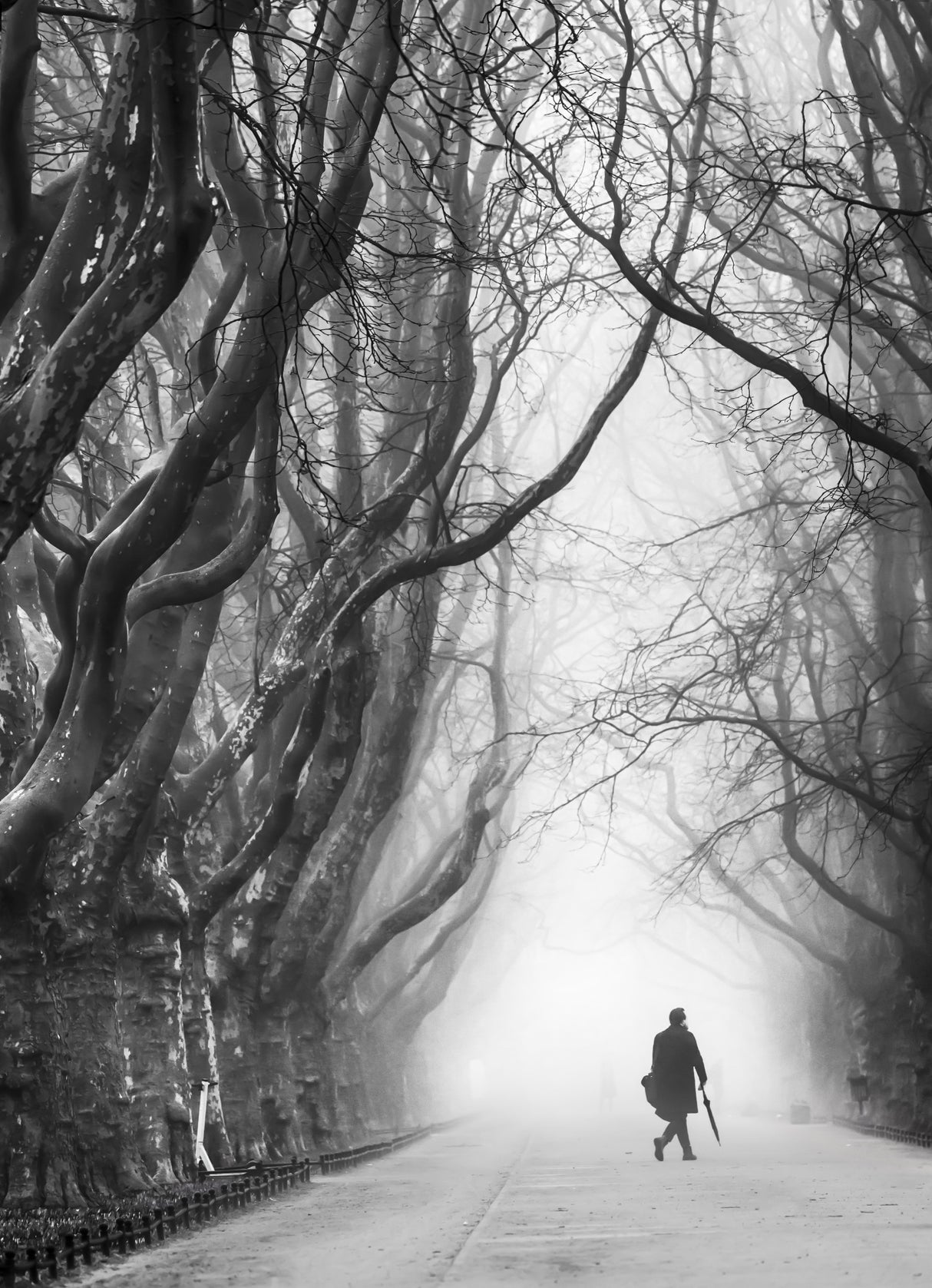 Plane tree way. Poster och Canvastavla