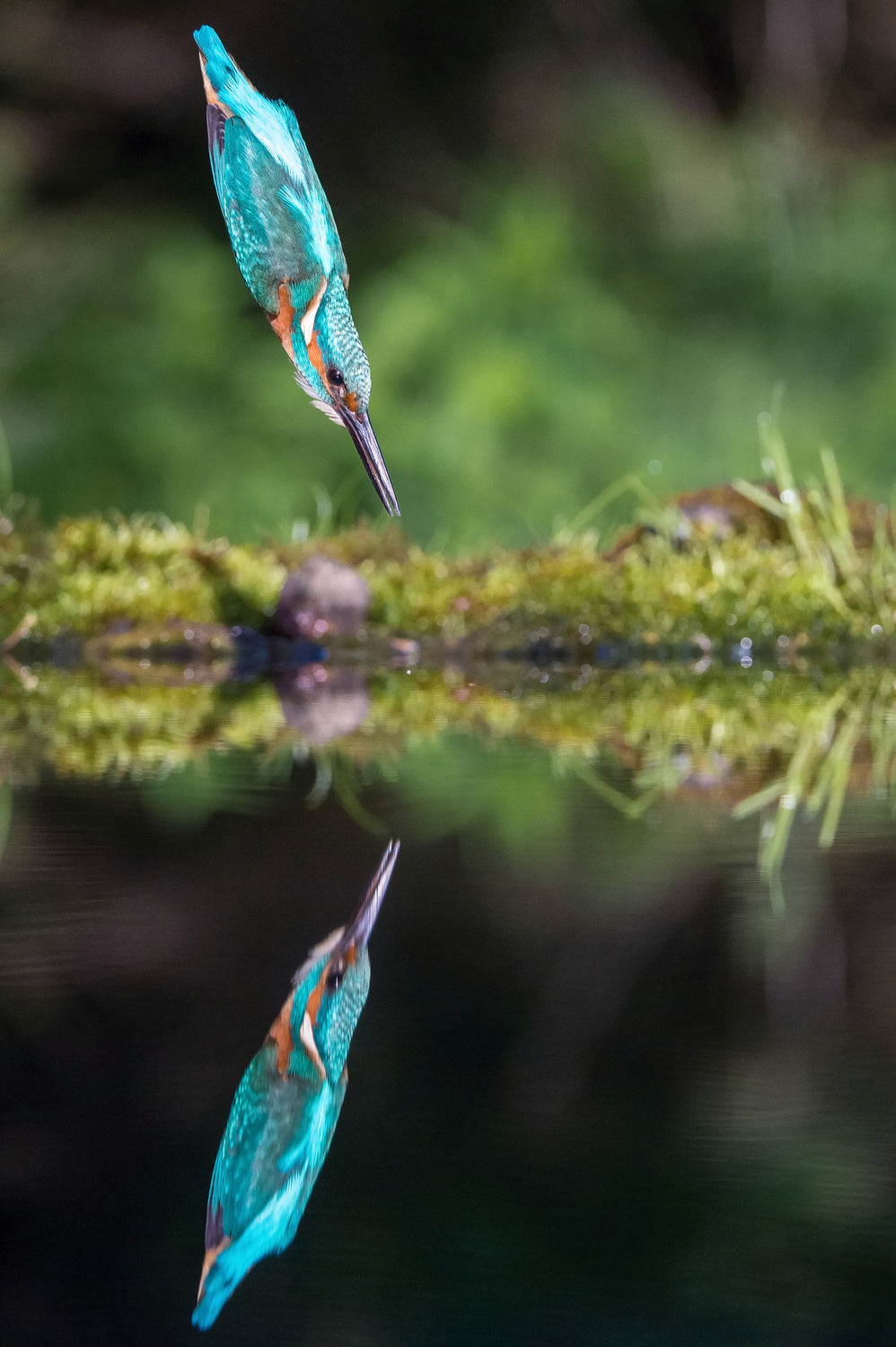 The Common Kingfisher, alcedo atthis Poster och Canvastavla