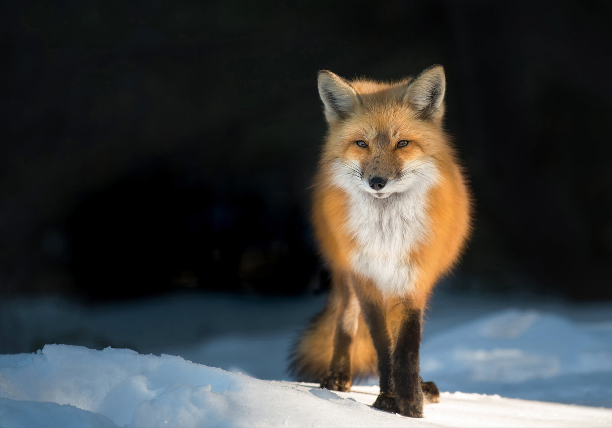 Red Fox at Sunset Poster och Canvastavla