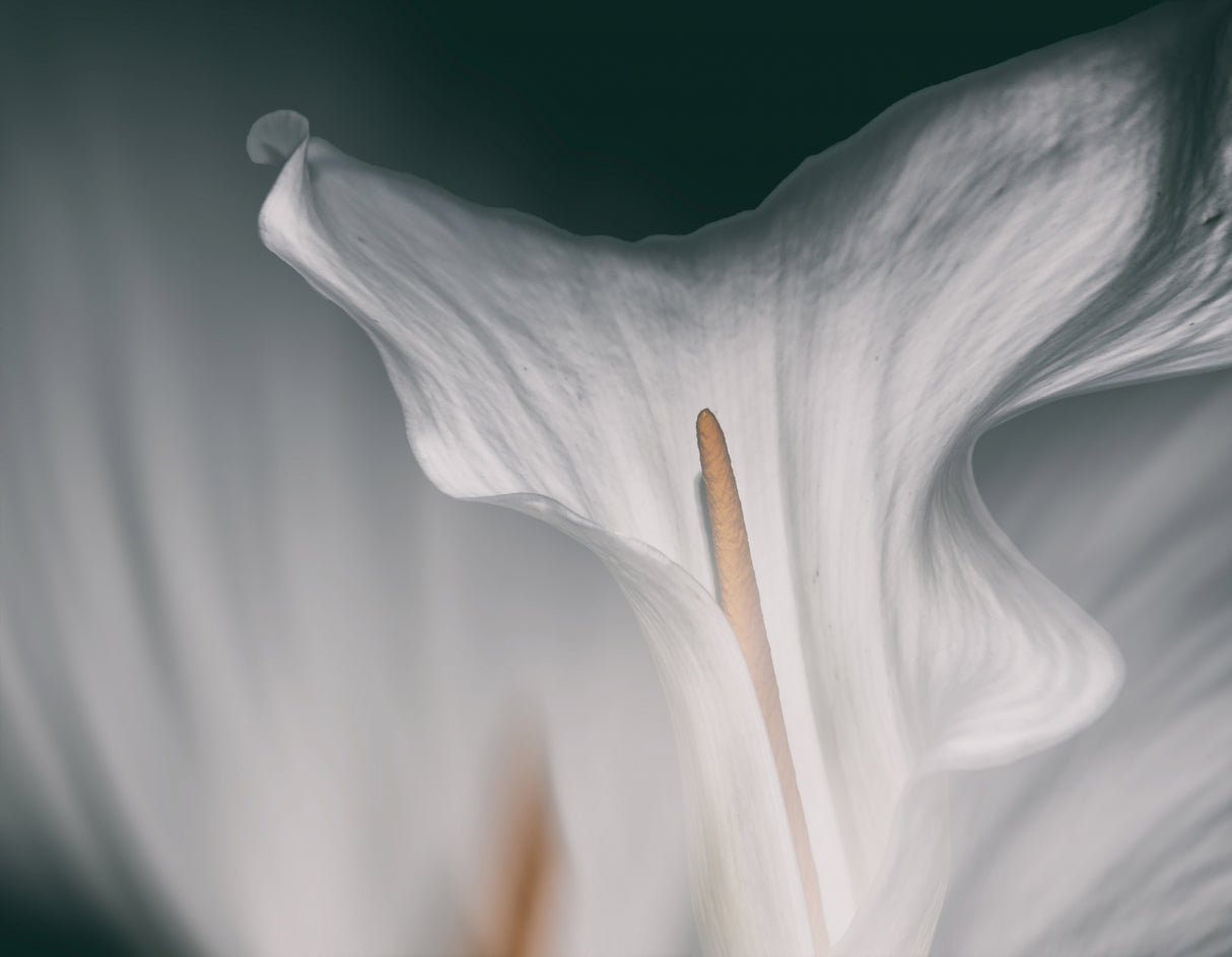 Flower calla Poster och Canvastavla