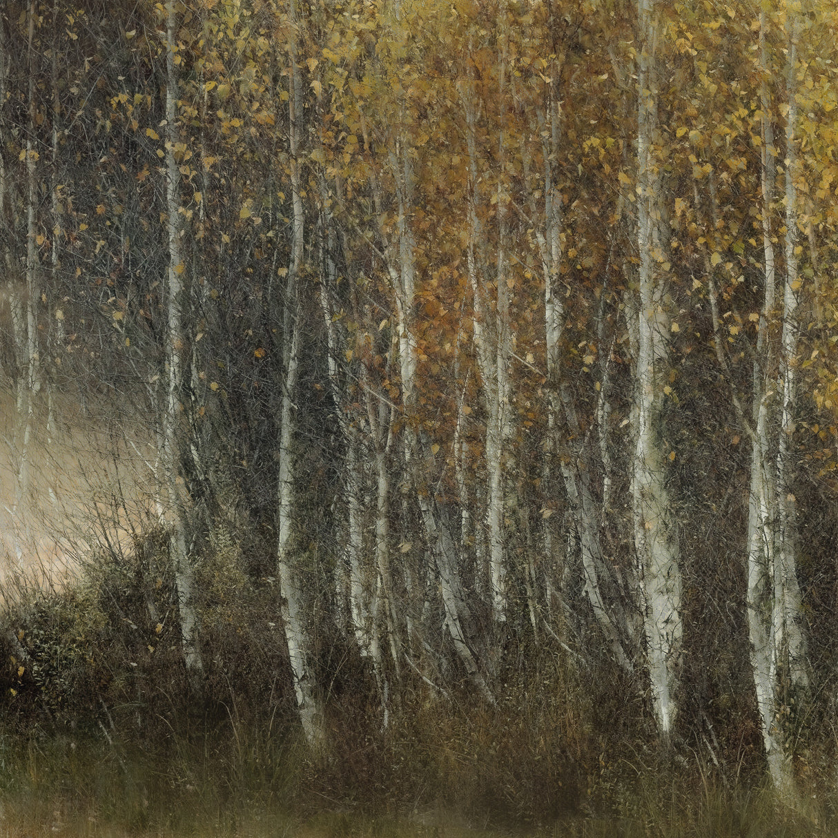 Many leaves fall Poster och Canvastavla