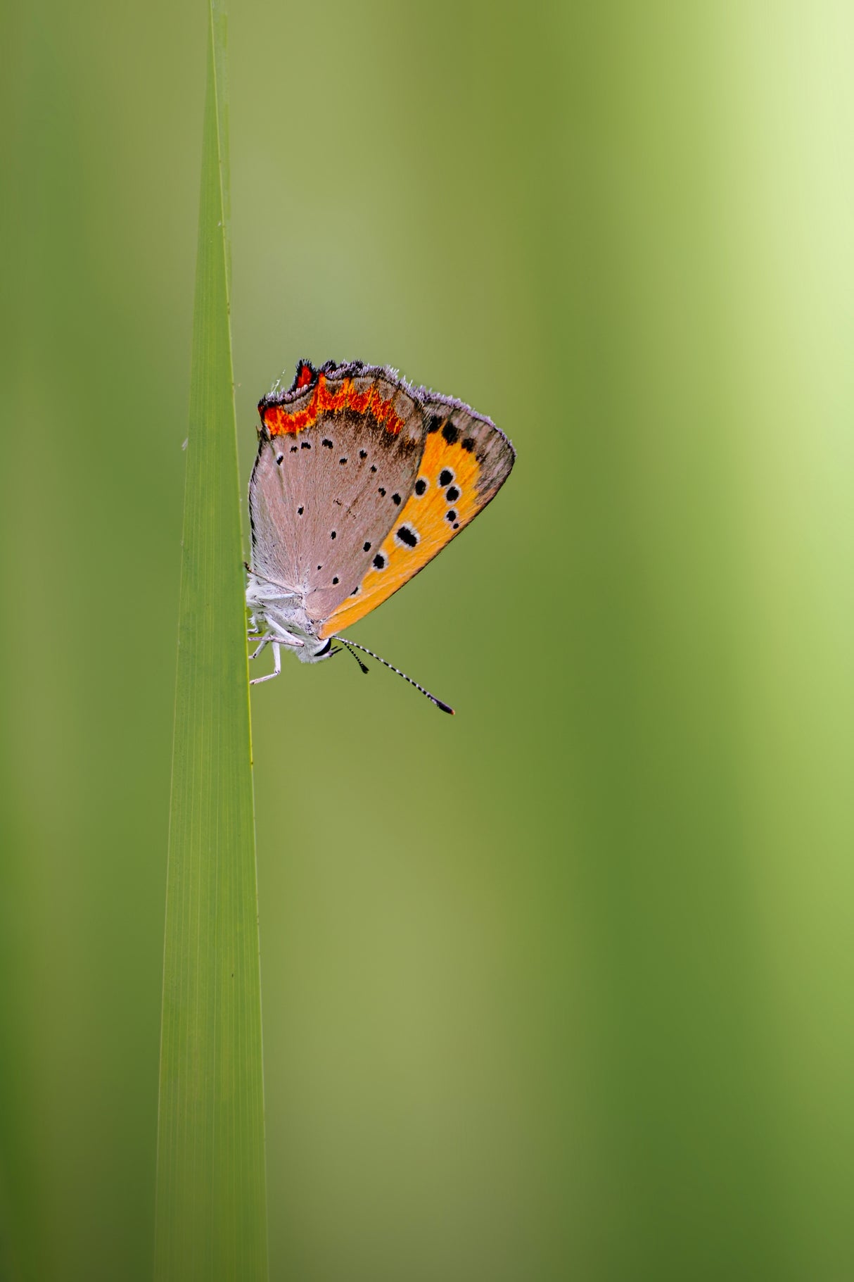 Butterfly Poster och Canvastavla