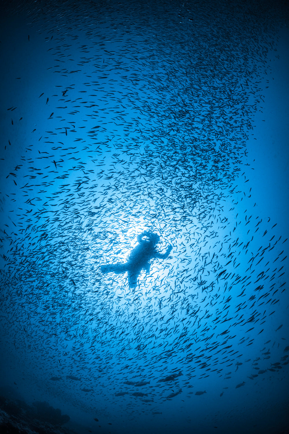 Diver and shoal of fish Poster och Canvastavla