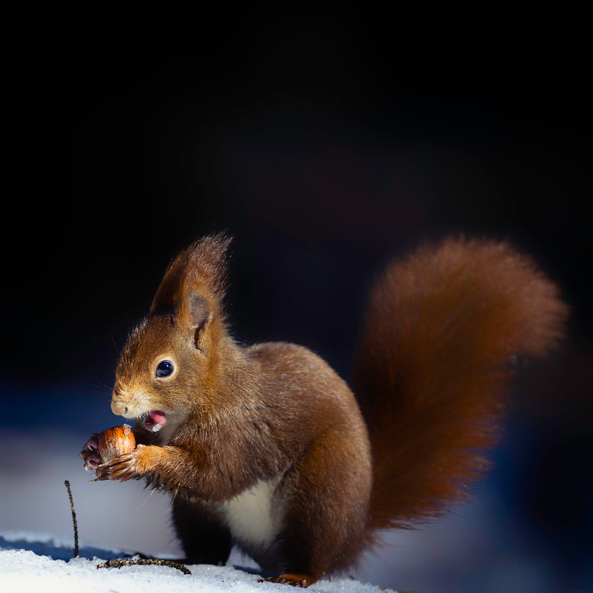 Nuts Poster och Canvastavla