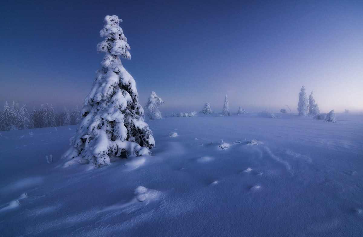 winter is back Poster och Canvastavla