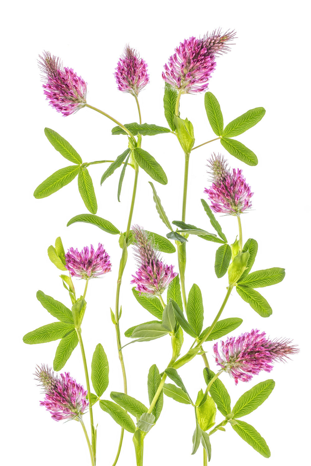 Trifolium Poster och Canvastavla