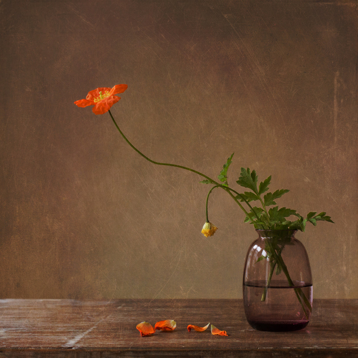A story with orange poppies Poster och Canvastavla
