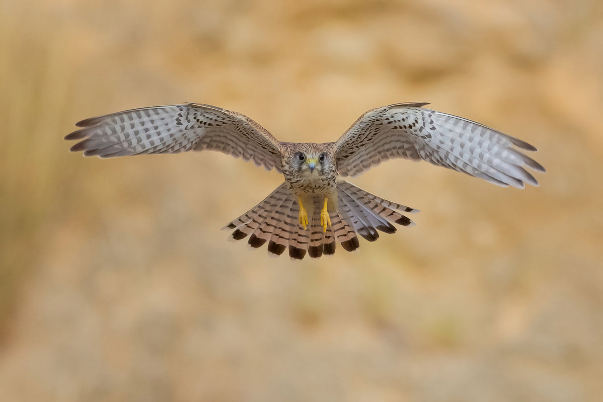 Common kestrel Poster och Canvastavla