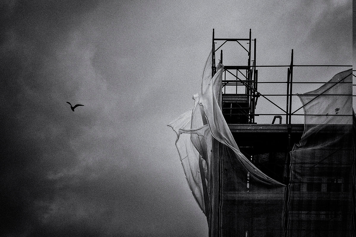 Wings in the wind Poster och Canvastavla