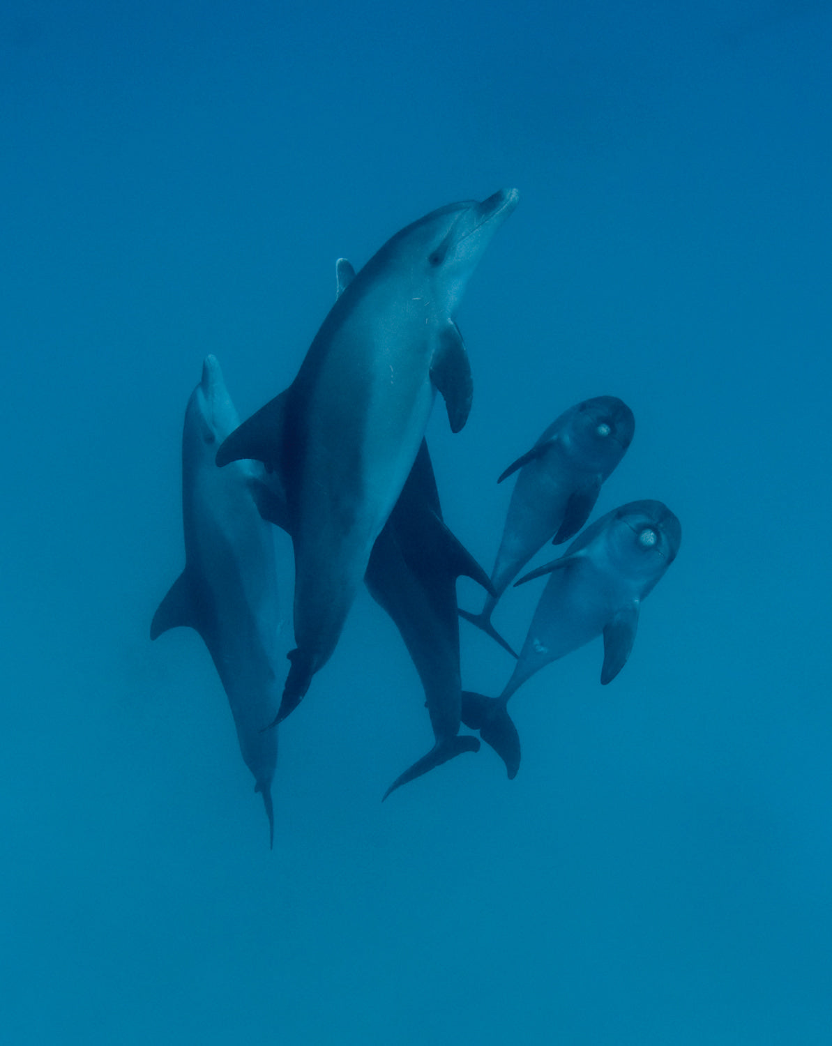 Dolphins 6 Poster och Canvastavla