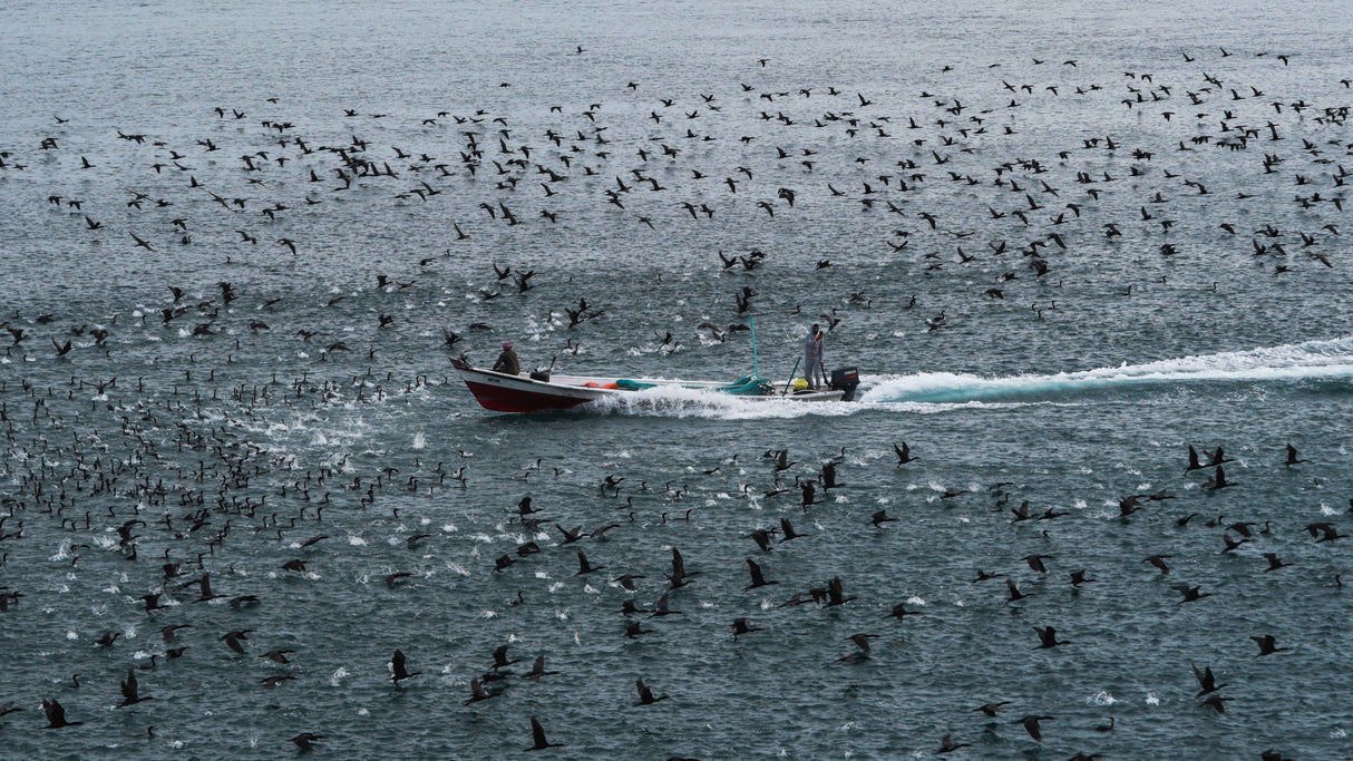 Fishing boat - Um Al Quiween Poster och Canvastavla