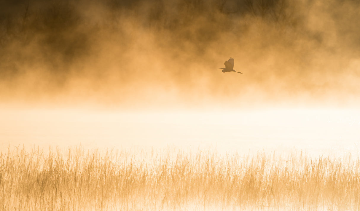 Morning Flight Poster och Canvastavla
