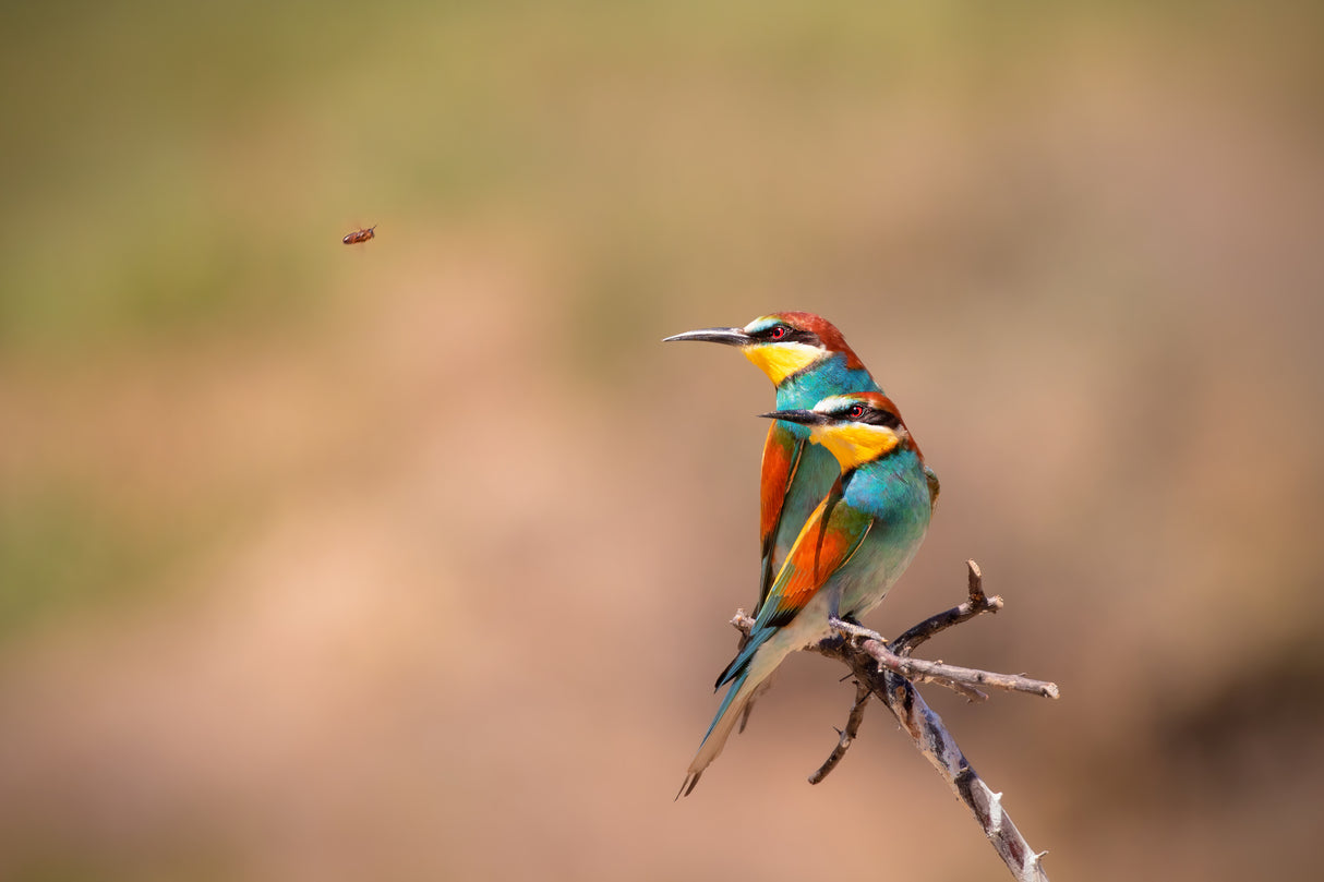 When need is highest, God's helps his highest! Poster och Canvastavla