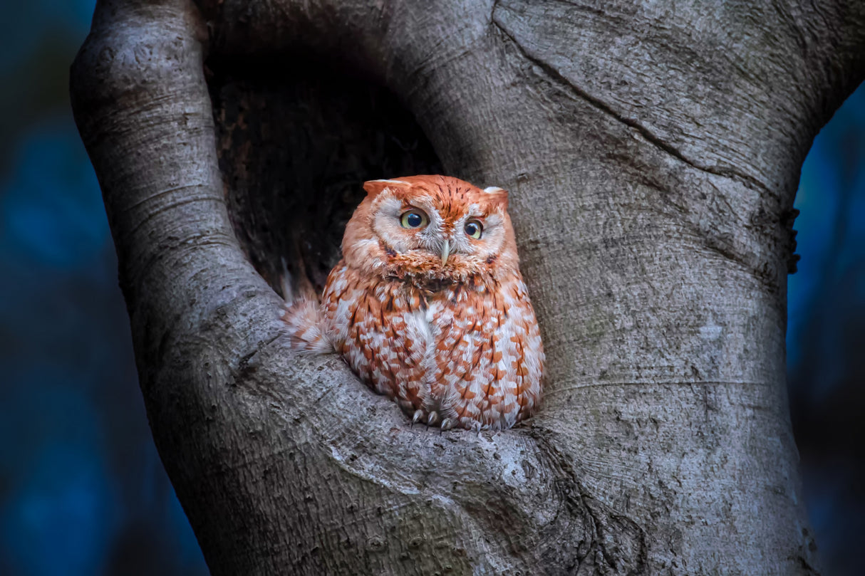 Eastern Screech Owl (Red Morph) Poster och Canvastavla