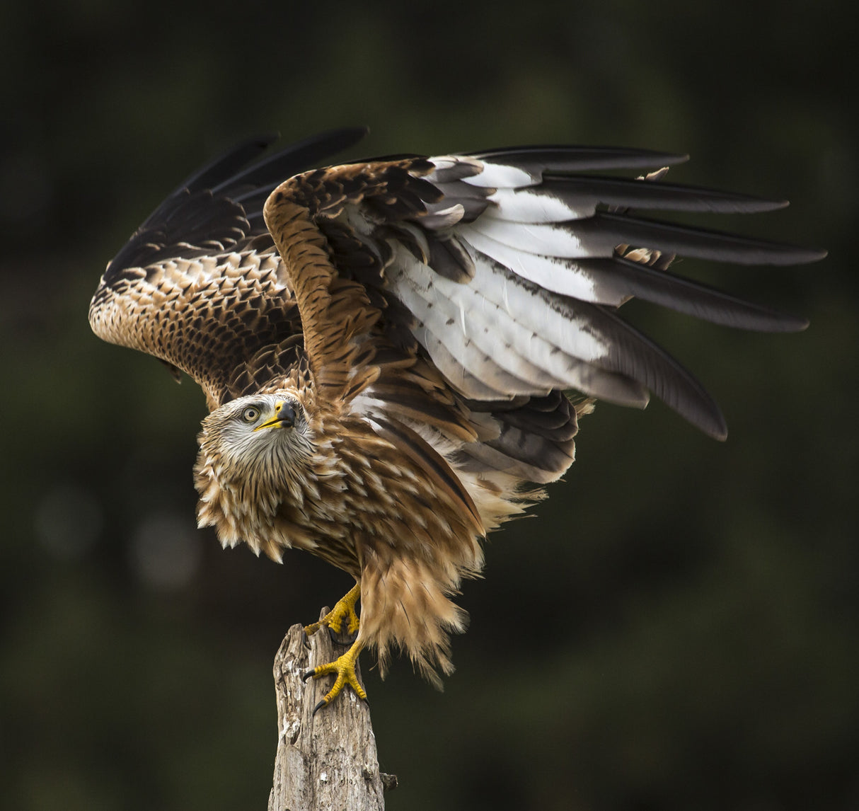Red kite Poster och Canvastavla