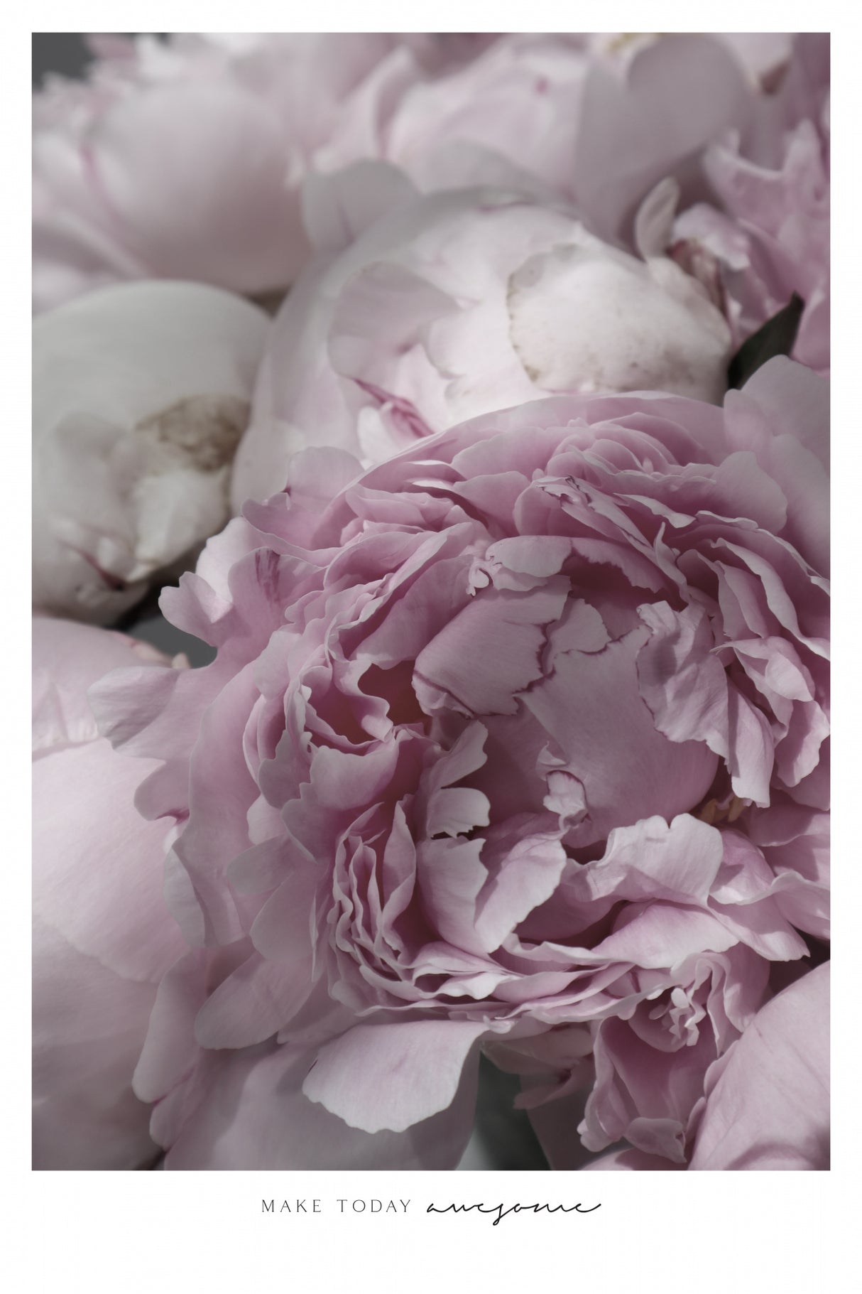 Make today awesome peonies Poster och Canvastavla