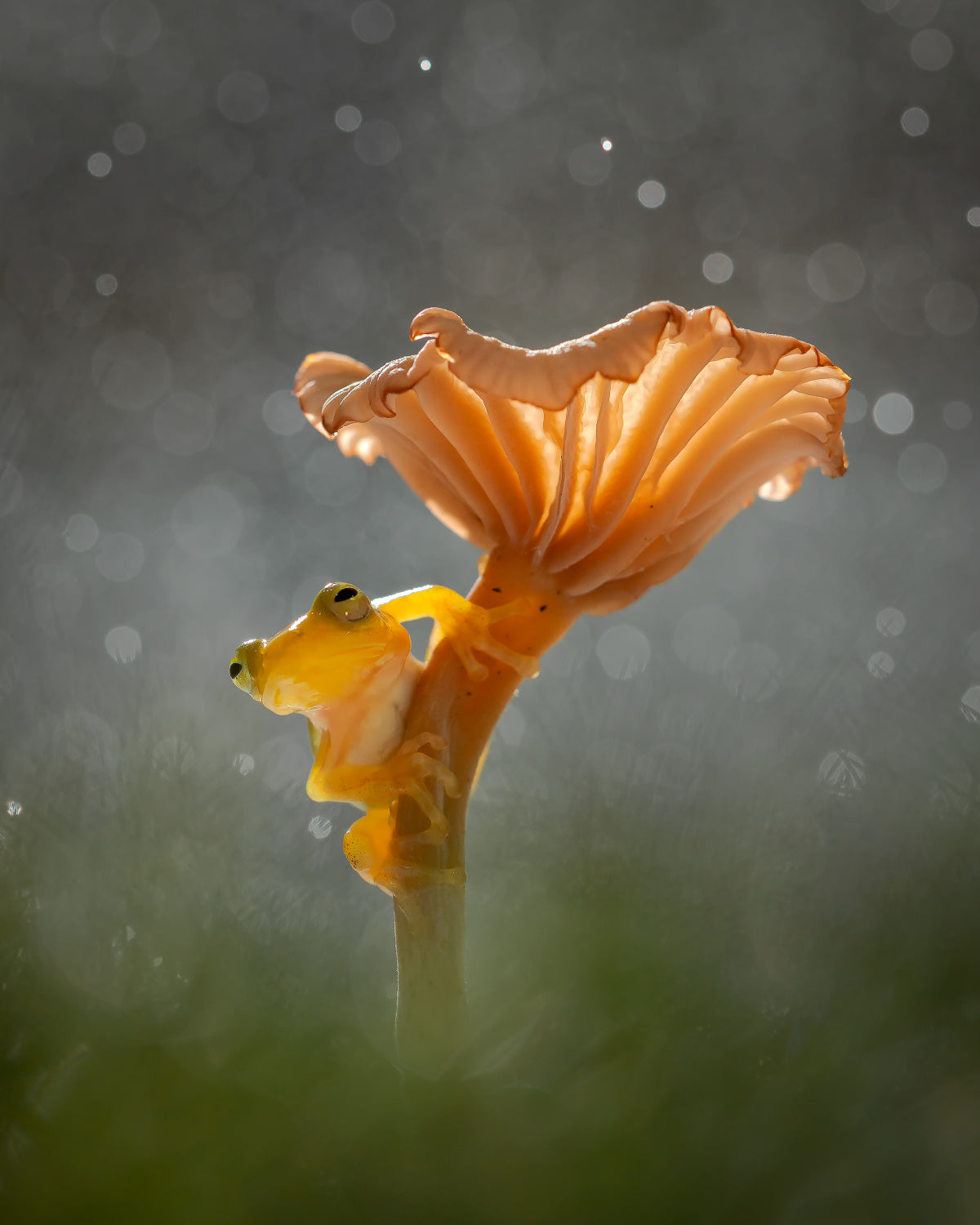 Mushroom Poster och Canvastavla