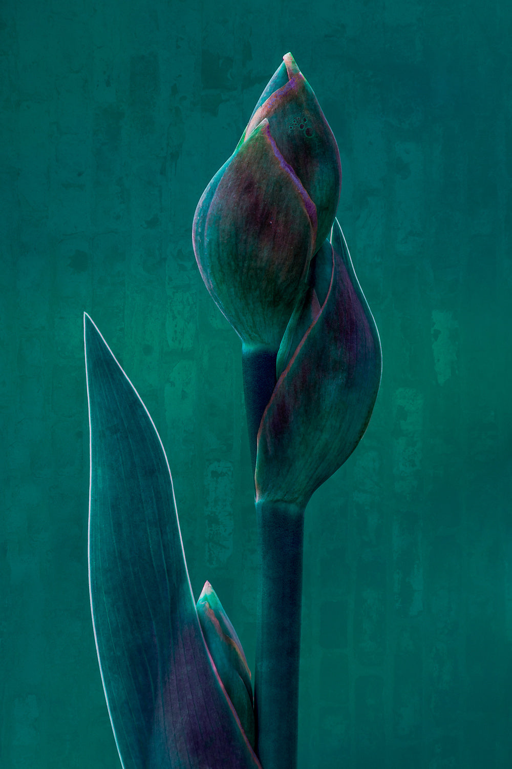 Blue charade. Poster och Canvastavla