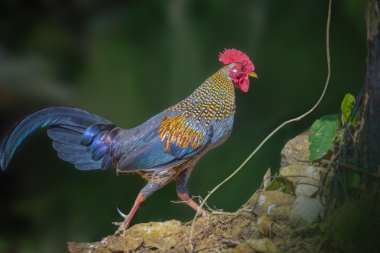 Grey Jungle Fowl Poster och Canvastavla