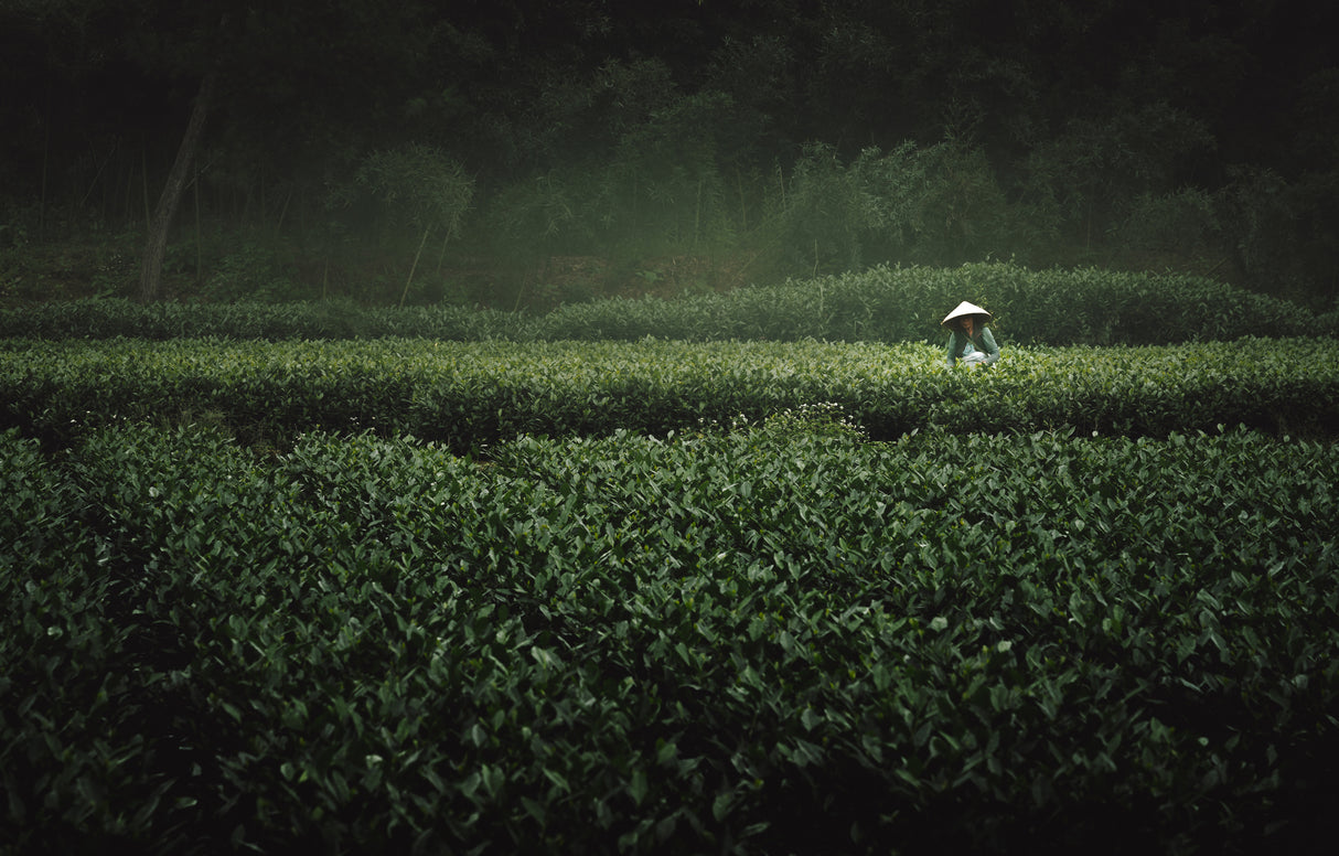 The Tea Picker Poster och Canvastavla