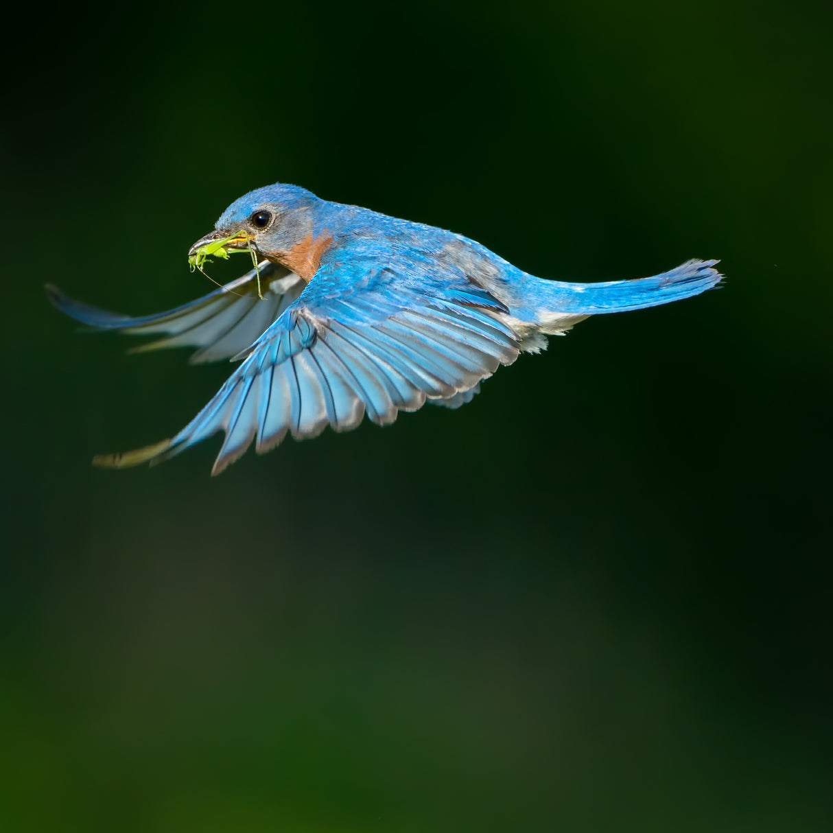 Bluebird Poster och Canvastavla