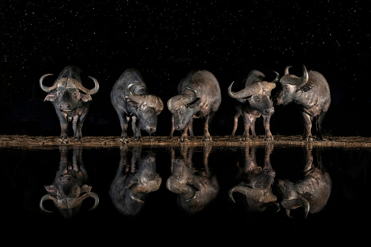 Buffaloes in the waterhole at night Poster och Canvastavla