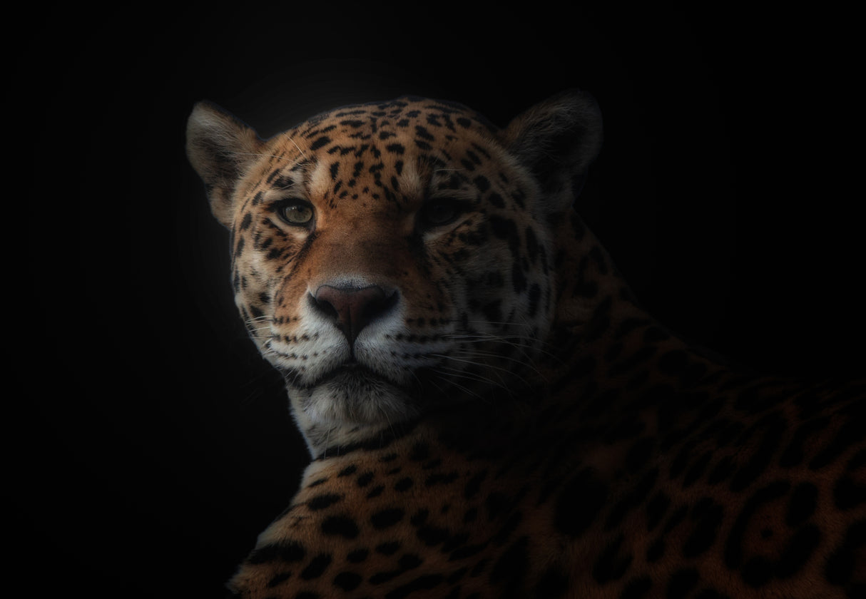 jaguar Poster och Canvastavla