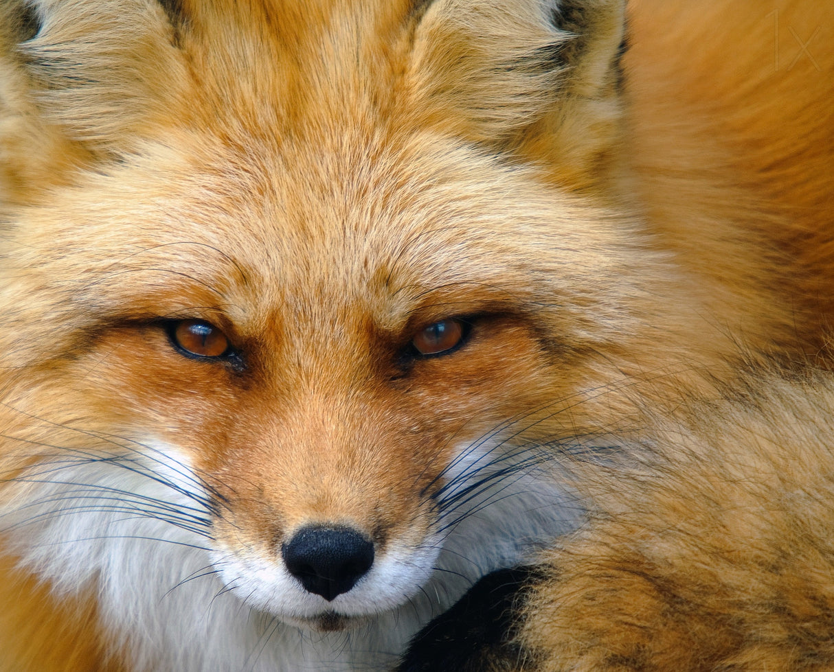 Foxy Lady Poster och Canvastavla