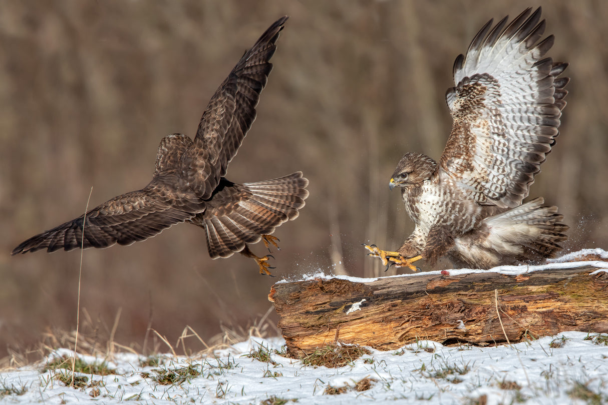 Buzzards Fighting Poster och Canvastavla