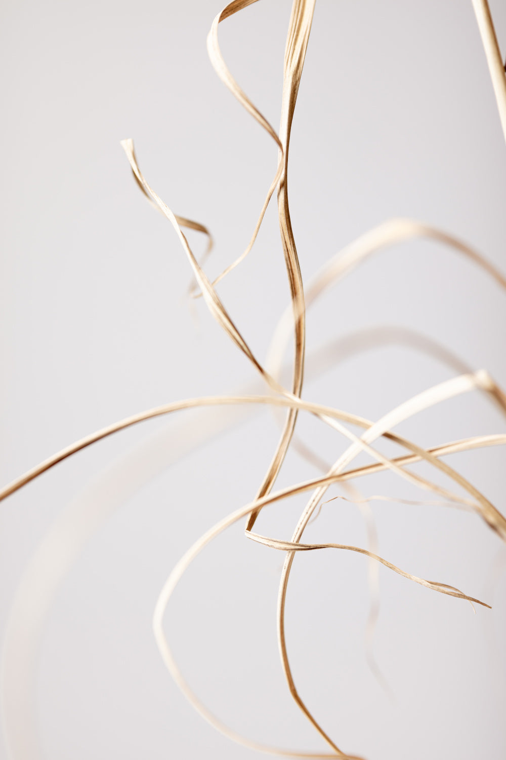 Dried Grass Grey 02 Poster och Canvastavla