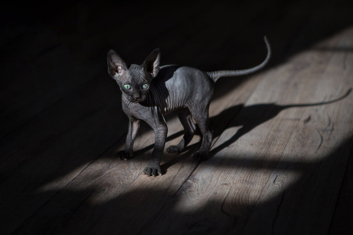 A black cat in a dark room Poster och Canvastavla