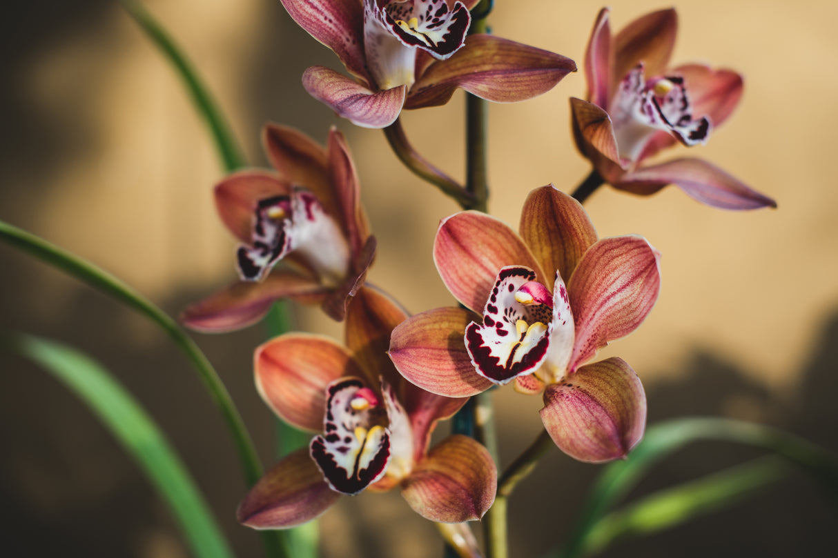 Orange Orchids Poster och Canvastavla