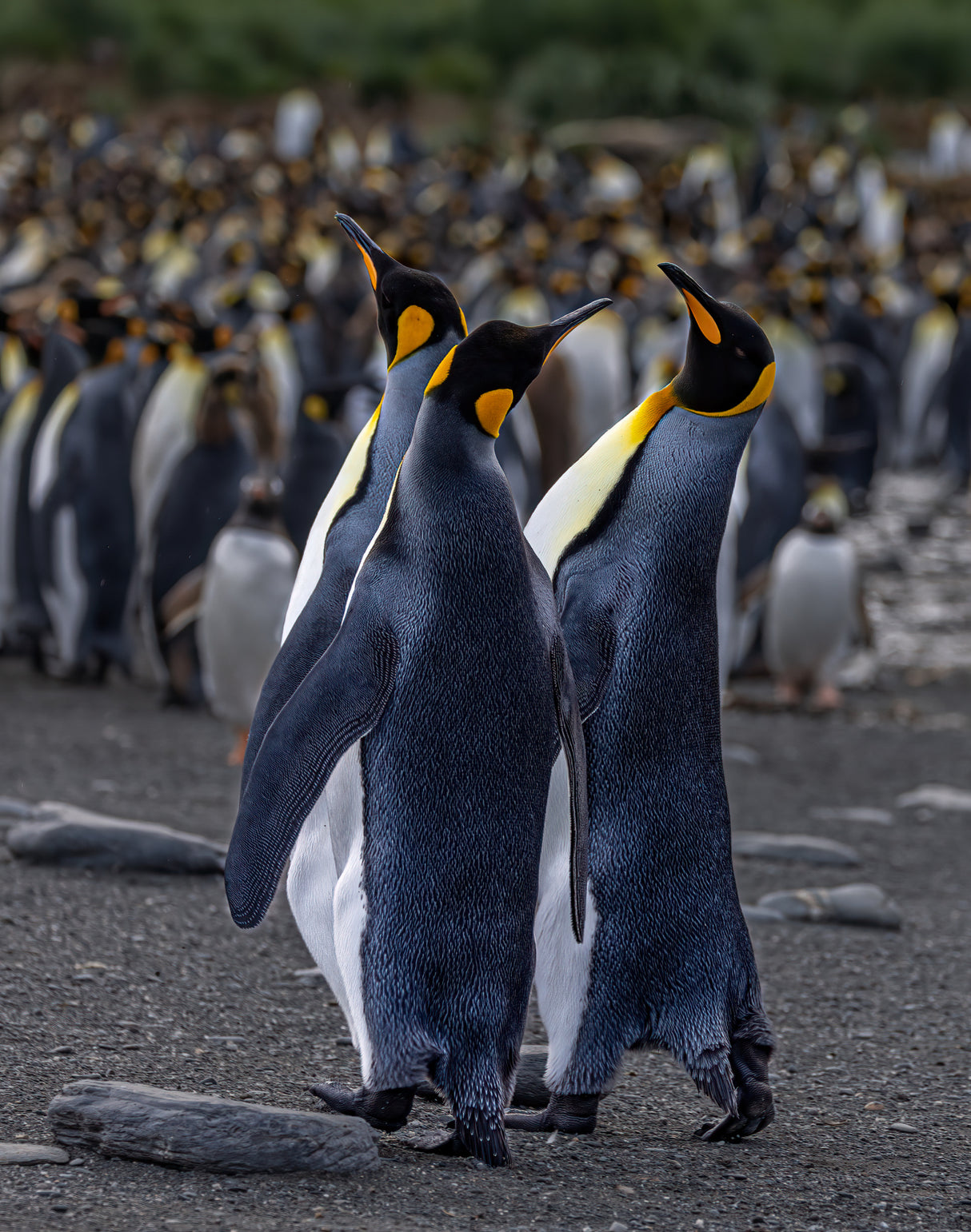 A Trio of Tuxedoed Penguins Poster och Canvastavla
