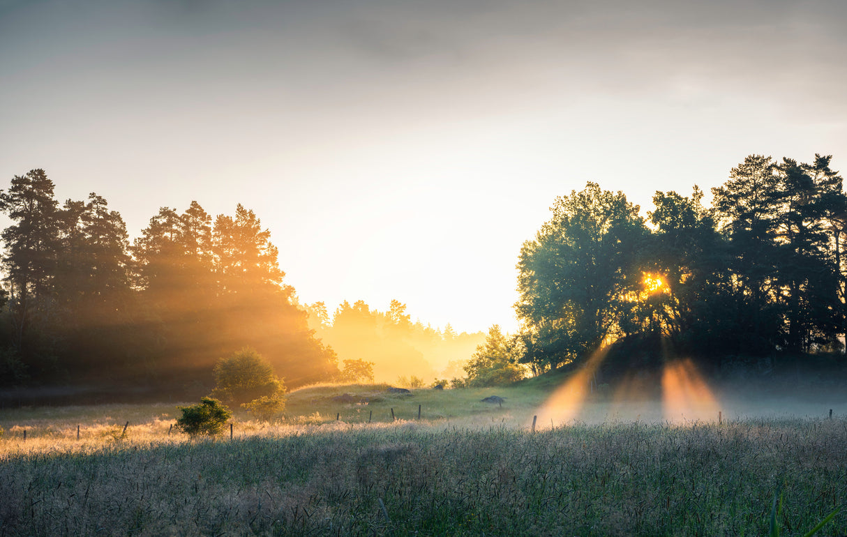 Summer field with sunrays Poster och Canvastavla